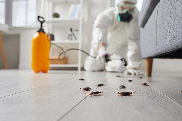 Post-Treatment Bed Bug Interceptor Monitoring in Montara
